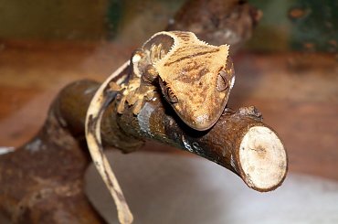 #CorrelophusCiliatus #CrestedGecko #GekonOrzęsiony #hatchling #Kronengecko #młody #RhacodactylusCiliatus #young