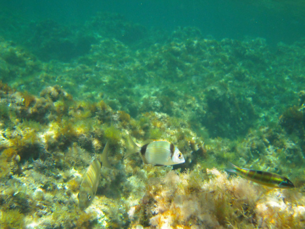 Kolorowe rybki i zielone dno :) #Sycylia #PodwodnyŚwiat