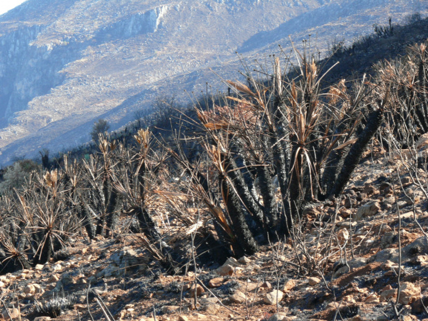 Zniszczona w pożarze flora #Sycylia #RiservaDelloZingaro
