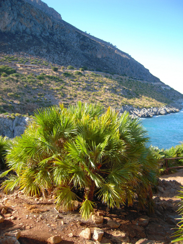 Góry, białe plaże, zatoczki, klify i jaskinie oraz rzadko spotykana fauna i flora #Sycylia #RiservaDelloZingaro