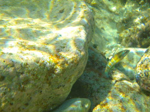 Przejrzysta woda, kolorowe ryby itd. #Sycylia #PodwodnyŚwiat
