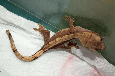 #CorrelophusCiliatus #CrestedGecko #GekonOrzęsiony #hatchling #Kronengecko #młody #RhacodactylusCiliatus #young