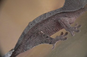 #CorrelophusCiliatus #CrestedGecko #GekonOrzęsiony #hatchling #Kronengecko #młody #RhacodactylusCiliatus #young