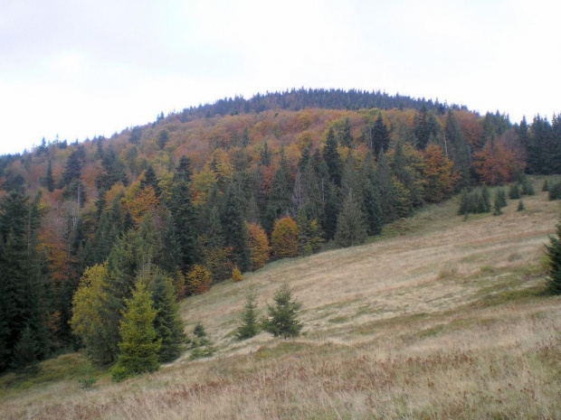 Jesień na Stokach Gorca Troszackiego #góry #beskidy #gorce #podskały #GorcTroszacki #adamówka