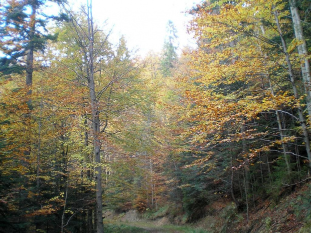 Jesień w dolinie Gorcowego Potoku #góry #beskidy #gorce #podskały #GorcTroszacki #adamówka