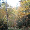 Jesień w dolinie Gorcowego Potoku #góry #beskidy #gorce #podskały #GorcTroszacki #adamówka