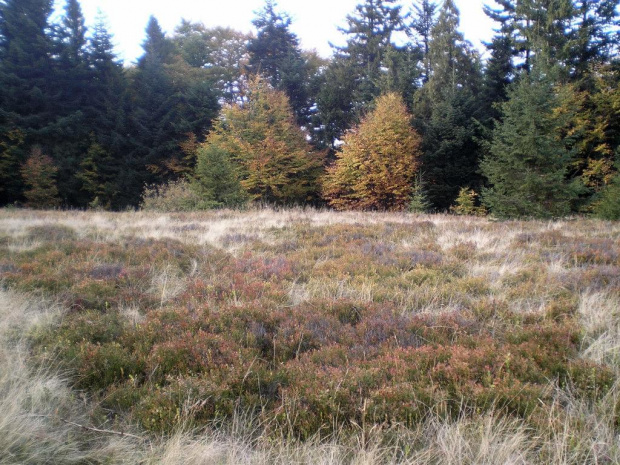 Jesień na polanie Podskały #góry #beskidy #gorce #podskały #GorcTroszacki #adamówka