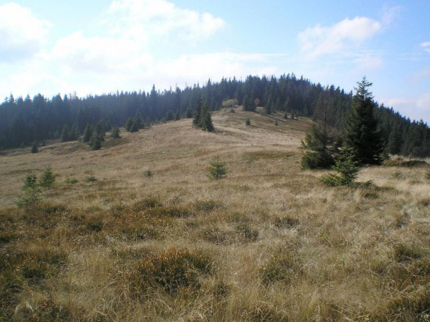Polana Gorc Troszacki (widok od Gorca Troszackiego w kierunku Kudłonia) #góry #beskidy #gorce #podskały #GorcTroszacki #adamówka