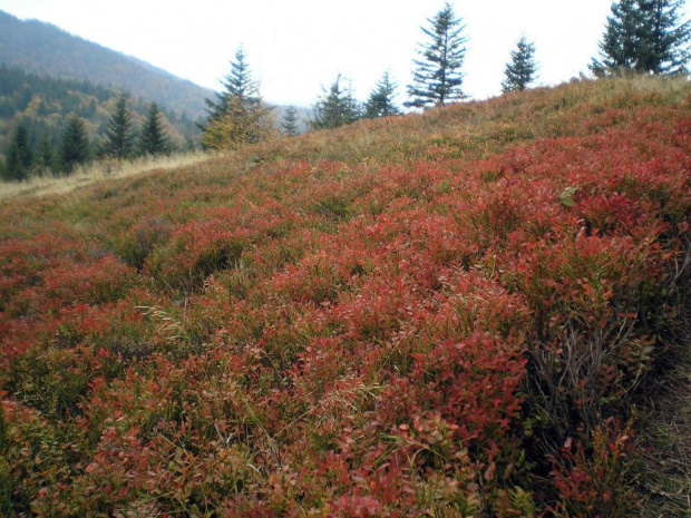 Czerwieniejące borówki na polanie Podskały #góry #beskidy #gorce #podskały #GorcTroszacki #adamówka
