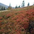 Czerwieniejące borówki na polanie Podskały #góry #beskidy #gorce #podskały #GorcTroszacki #adamówka