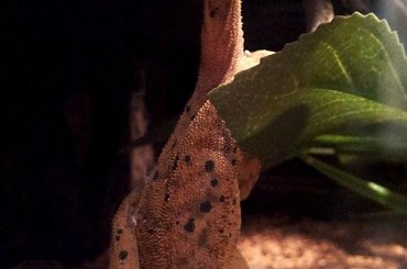 #CrestedGecko #GekonOrzęsiony #LightYellowSuperdalmatianTiger #RhacodactylusCiliatus