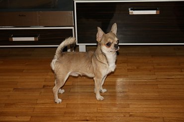 ARAMIS #Chihuahua