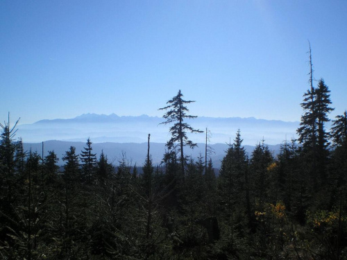 Tatry z Gorca #góry #beskidy #gorce #gorc #GorcKamienicki