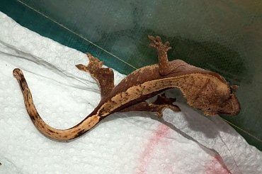 #CorrelophusCiliatus #CrestedGecko #GekonOrzęsiony #hatchling #Kronengecko #młody #RhacodactylusCiliatus #young