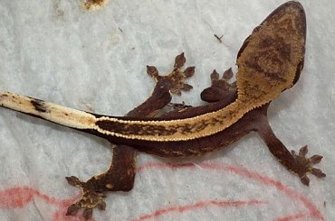 #CorrelophusCiliatus #CrestedGecko #GekonOrzęsiony #hatchling #Kronengecko #młody #RhacodactylusCiliatus #young