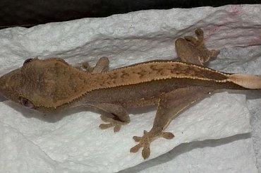 #CorrelophusCiliatus #CrestedGecko #GekonOrzęsiony #hatchling #Kronengecko #młody #RhacodactylusCiliatus #young