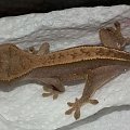 #CorrelophusCiliatus #CrestedGecko #GekonOrzęsiony #hatchling #Kronengecko #młody #RhacodactylusCiliatus #young