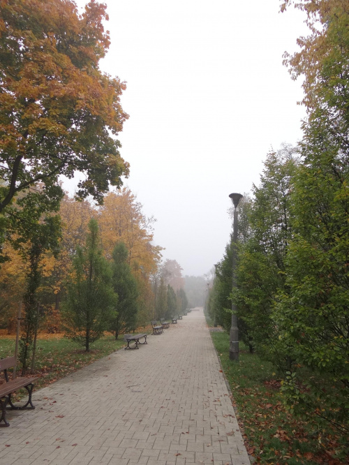 Jesienna aleja 1 #architektura #barwy #Bydgoszcz #jesień #kolory #mgła #przyroda