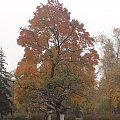 The orient tree #architektura #barwy #Bydgoszcz #jesień #kolory #mgła #przyroda
