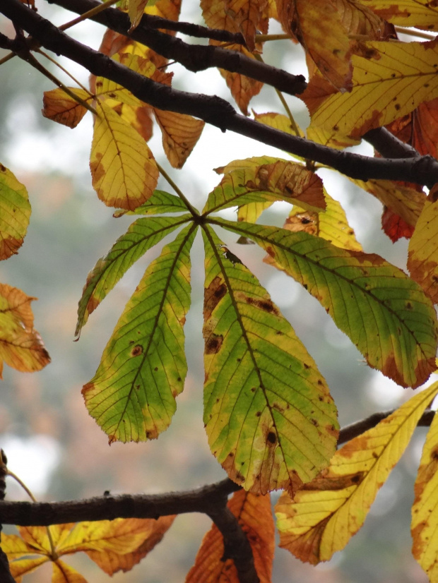 Jesienny liść #architektura #barwy #Bydgoszcz #jesień #kolory #mgła #przyroda