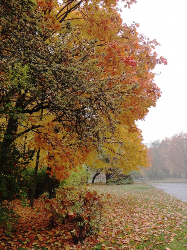 Barwy jesieni #architektura #barwy #Bydgoszcz #jesień #kolory #mgła #przyroda