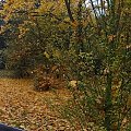 Jesienna aleja 2 #architektura #barwy #Bydgoszcz #jesień #kolory #mgła #przyroda