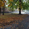 Jesienna aleja 3 #architektura #barwy #Bydgoszcz #jesień #kolory #mgła #przyroda