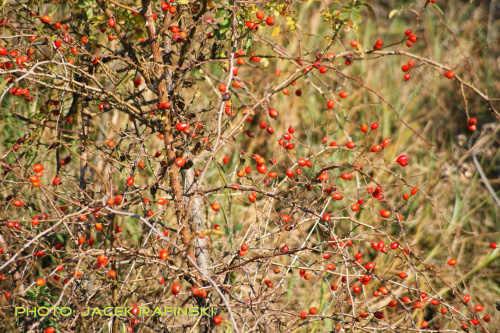 Barwy jesieni, autumn, colours #autumn #barwy #colours #drzewa #jesien #jesień #trees