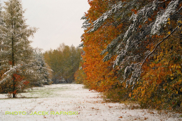 Barwy jesieni, autumn, colours #autumn #barwy #colours #drzewa #jesien #jesień #trees