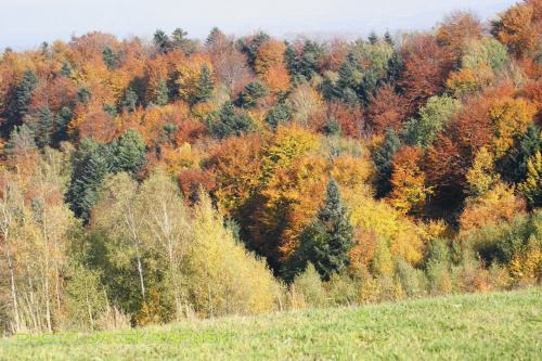 Barwy jesieni, autumn, colours #autumn #barwy #colours #drzewa #jesien #jesień #trees