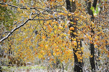 Barwy jesieni, autumn, colours #autumn #barwy #colours #drzewa #jesien #jesień #trees