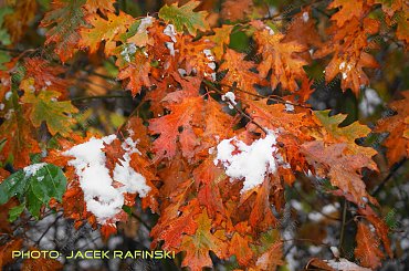Barwy jesieni, autumn, colours #autumn #barwy #colours #drzewa #jesien #jesień #trees