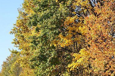Barwy jesieni, autumn, colours #autumn #barwy #colours #drzewa #jesien #jesień #trees