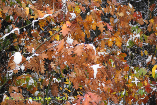 Barwy jesieni, autumn, colours #autumn #barwy #colours #drzewa #jesien #jesień #trees