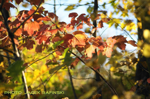 Barwy jesieni, autumn, colours #autumn #barwy #colours #drzewa #jesien #jesień #trees