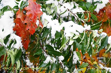 Barwy jesieni, autumn, colours #autumn #barwy #colours #drzewa #jesien #jesień #trees