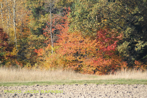 Barwy jesieni, autumn, colours #autumn #barwy #colours #drzewa #jesien #jesień #trees