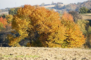 Barwy jesieni, autumn, colours #autumn #barwy #colours #drzewa #jesien #jesień #trees