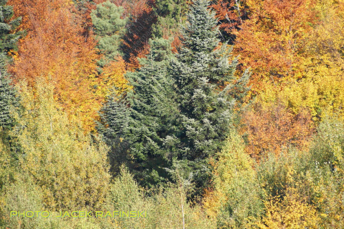 Barwy jesieni, autumn, colours #autumn #barwy #colours #drzewa #jesien #jesień #trees