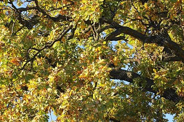 Barwy jesieni, autumn, colours #autumn #barwy #colours #drzewa #jesien #jesień #trees