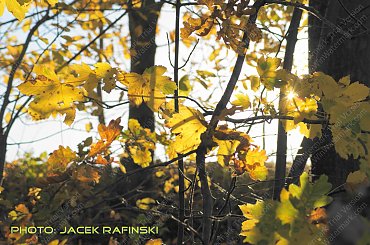 Barwy jesieni, autumn, colours #autumn #barwy #colours #drzewa #jesien #jesień #trees