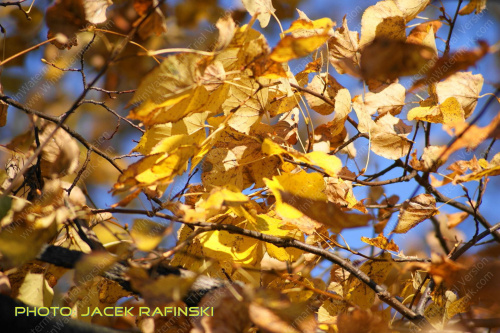 Barwy jesieni, autumn, colours #autumn #barwy #colours #drzewa #jesien #jesień #trees