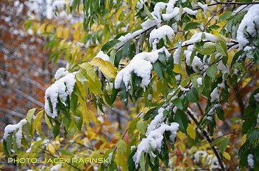 Barwy jesieni, autumn, colours #autumn #barwy #colours #drzewa #jesien #jesień #trees