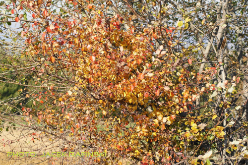 Barwy jesieni, autumn, colours #autumn #barwy #colours #drzewa #jesien #jesień #trees