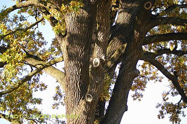 Barwy jesieni, autumn, colours #autumn #barwy #colours #drzewa #jesien #jesień #trees