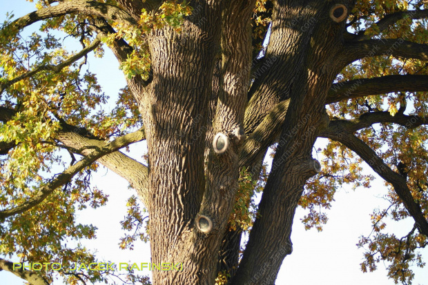 Barwy jesieni, autumn, colours #autumn #barwy #colours #drzewa #jesien #jesień #trees