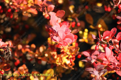 Barwy jesieni, autumn, colours #autumn #barwy #colours #drzewa #jesien #jesień #trees