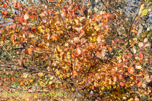 Barwy jesieni, autumn, colours #autumn #barwy #colours #drzewa #jesien #jesień #trees