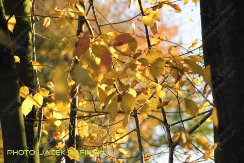 Barwy jesieni, autumn, colours #autumn #barwy #colours #drzewa #jesien #jesień #trees