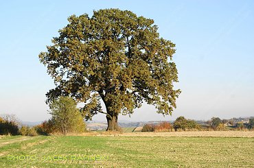 Barwy jesieni, autumn, colours #autumn #barwy #colours #drzewa #jesien #jesień #trees